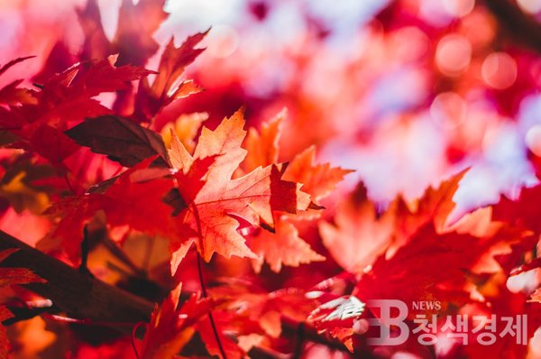 산림청 국립수목원은 앞서 9월 28일 `2021년 산림 가을 단풍 예측지도`를 발표하며, 올해 단풍 절정 시기의 전국 평균은 지난해 대비 3일가량 늦어진 10월 26일로 예상된다고 밝혔다/사진 Unsplash 제공