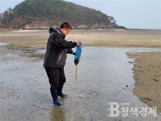 바지락 종패 사진