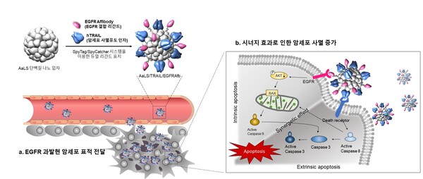 암세포 자살 유도 단백질로 암  억제한다!
