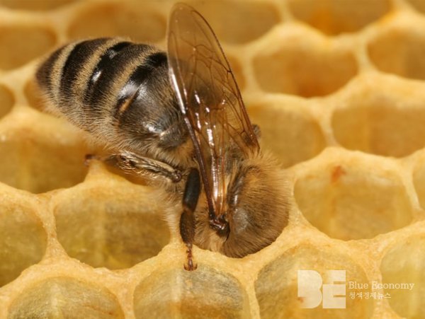 육각형 셀을 사용하여 공간 효율적이고 견고한 둥지를 만드는 꿀벌의 건축술