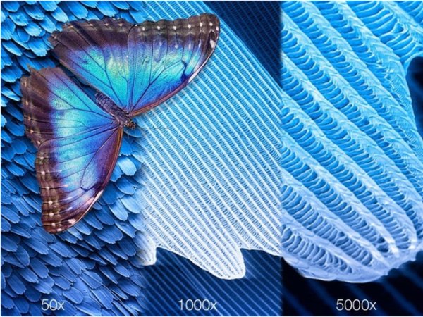 파란색 날개로 유명한 모르포 나비의 날개를 50배, 1000배, 5000배로 확대한 현미경 사진. 과학자들은 나비의 광결정 구조를 모방해 햇빛을 반사해 온도를 내리는 냉방 필름을 개발했다. [사진= Optica Publishing Group] 