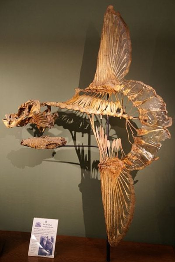 지느러미 구조와 크기를 보여주는 바다 개복치의 부분 골격 [사진=Biomimicry Institute]