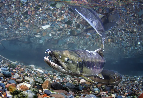 첨 연어 [사진=USFWS]