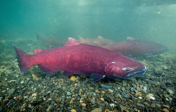 치누크 연어 [사진=Ryan Hagerty/USFWS]