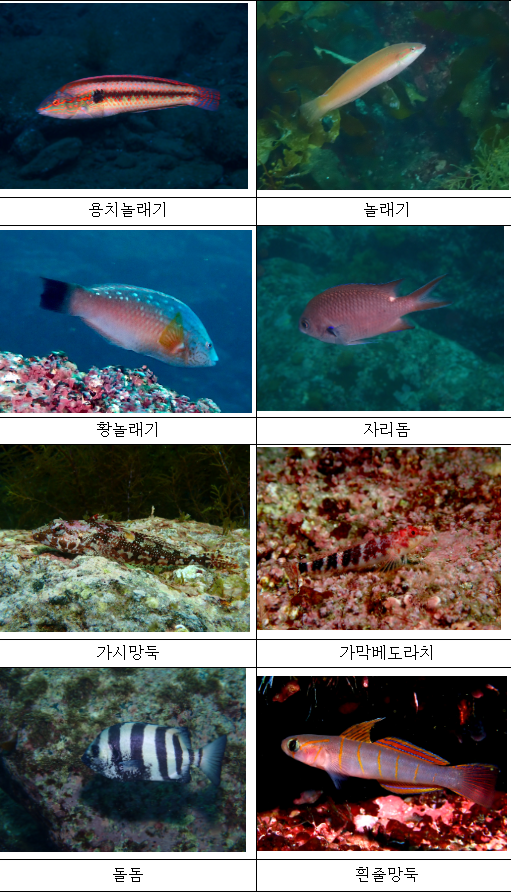 울릉도 인근 바다, 열대·아열대성 어류가 절반 이상을 차지