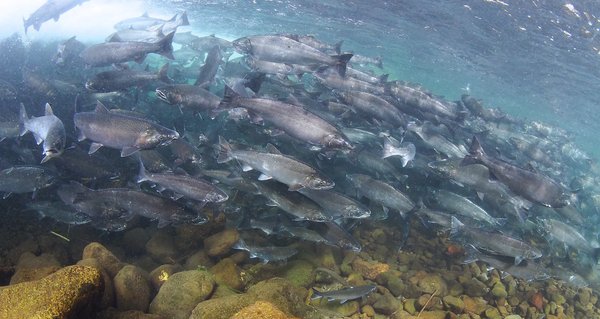 바닷물 속에서 유영하는 연어 떼 [사진=Roger Tabor/USFWS]