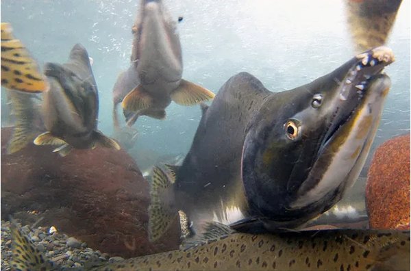 핑크 연어 [사진=NOAA]