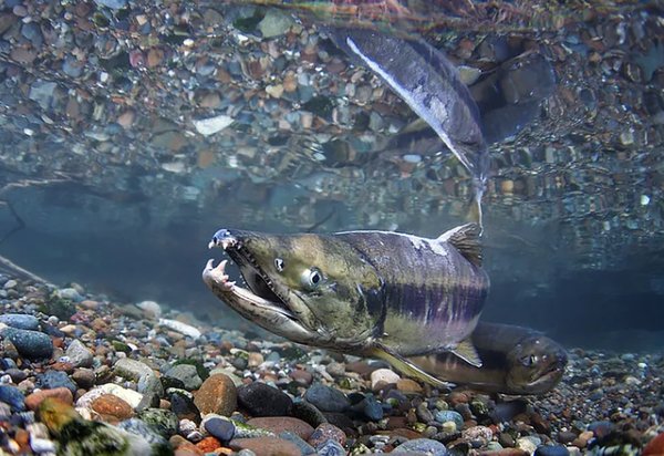 첨 연어 [사진=USFWS]