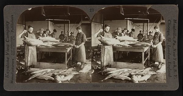 미국 오리건주의 대형 통조림 공장에서 연어를 세척하는 모습 [사진=Keystone View Company]