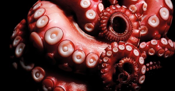 문어는 위장술, 흡입 및 로봇 팔과 관련된 기술에 영감을 주었다. [사진=iStock]