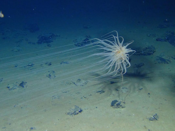 채찍 모양의 길고 가느다란 여러 개의 팔을 가진 거미불가사리가 해저를 헤엄치고 있다. [사진=Craig Smith and Diva Amon / University of Hawaiʻi at Mānoa]