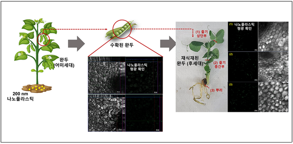 완두가 흡수한 미세플라스틱, 열매 통해 다음 세대로 전달 확인