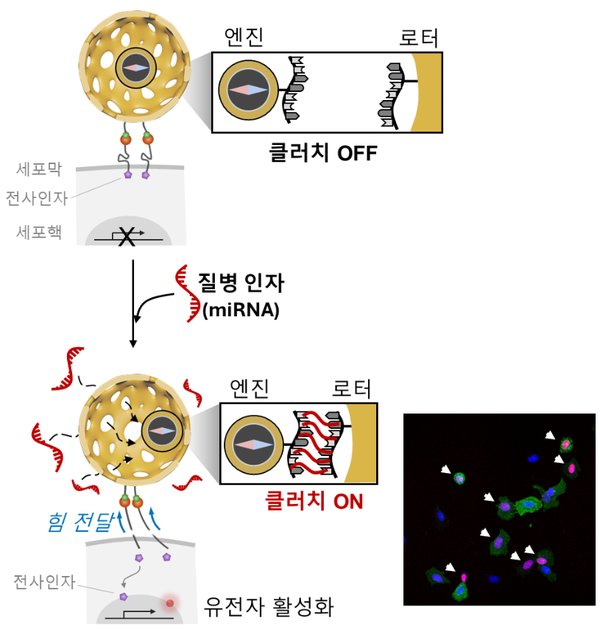 질병 인자를 감지하여 작동하는 클러치 나노로봇