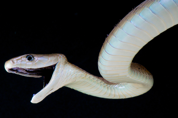 뱀독 모방한 청색기술로 주요 신경독 중화시키는 만능 해독제 개발