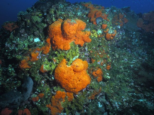 멕시코만의 주황색 코끼리 귀 해면 [사진=G. P. Schmahl, NOAA]