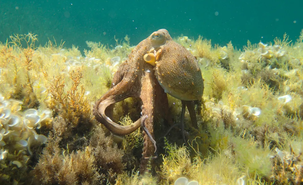 이탈리아 해안에서 촬영된 일반적인 문어 [사진=Emanuele Santarelli, iNaturalist]
