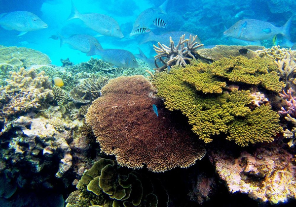 기후 변화와 오염으로 위험에 처한 산호초, 급속 냉동으로 살린다