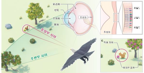 중심와가 발달된 새 눈의 구조와 특징. 사진=IBS 제공