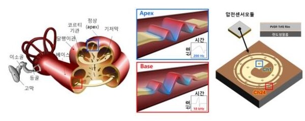 사람 달팽이관의 기저막과 인공 기저막을 비교한 그림. 사진=한창수교수 제공