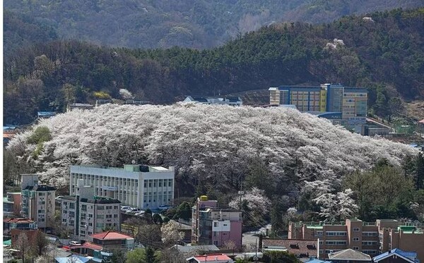 산림청이 ‘아름다운 도시숲’으로 선정한 대전 테미공원 도시숲. 사진=산림청