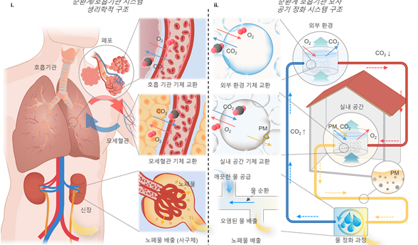 인체 순환계 호흡기관 모사 공기 정화 시스템의 개념. 사진=한국연구재단