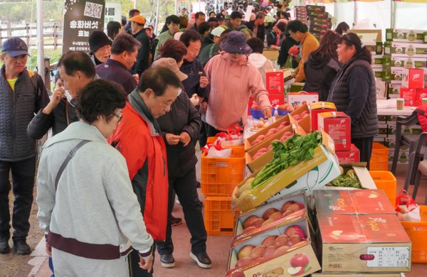 지난 11월 1일부터 3일까지 사흘간 강원도 양구 해안면 일원에서 열린 ‘2024 청춘양구 시래기 사과축제’를 찾은 관광객들이 양구 사과를 둘러보고 있다. 사진=강원 양구군