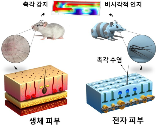 울산대 연구팀이 설치류의 촉각 구조에서 영감을 받아 개발한 생체 모방 전자 피부 모식도. 사진=울산대학교