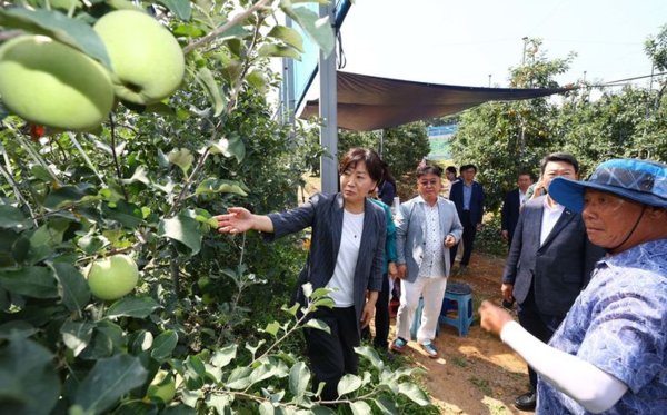송미령 농림축산식품부 장관이 지난해 8월 충남 당진에 위치한 사과 농가를 찾아 과수 농가의 태풍 대비 상황과 추석 대비 사과 생육 및 출하 상황 등을 점검하고 있다. 사진=농림축산식품부