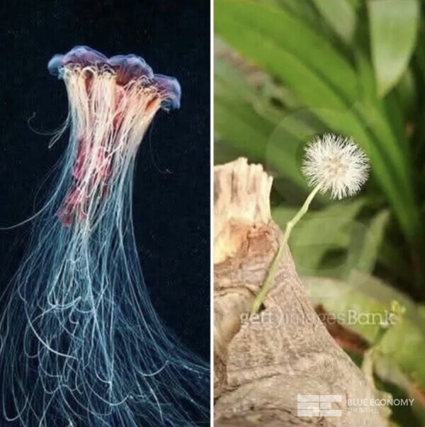 해파리와 민들레 이미지