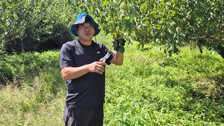 친환경농산물-김정윤 씨 광양 유기농 매실 농가 (출처: 전라남도청)