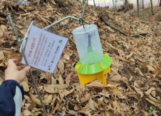 서울 은평구 백련산 일대에 설치된 러브버그 친환경 포집기 모습. 서울시는 2025년부터 살충제 사용을 배제한 친환경 방제 정책을 본격 시행한다고 발표했다. 사진=서울시,무단 전재-재배포, AI 학습 및 활용 금지