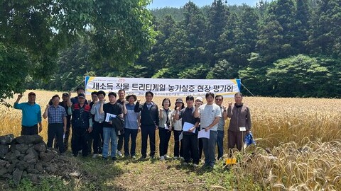 제주, 수입 대체 사료작물 ‘트리티케일’ 실증 성공…국산 종자 자립 기대 .. 농업기술원 트리티케일 평가회 사진 (출처: 제주특별자치도 농업기술원)