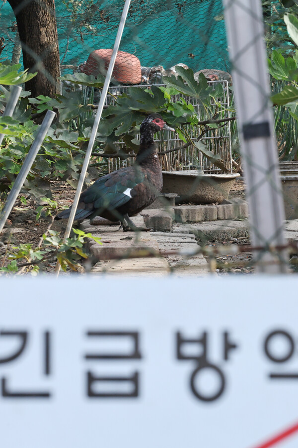 22일 조류인플루엔자(AI)가 발생한 광주 남구 한 기러기 농장의 모습. 농림축산식품부는 초동 대응팀을 투입해 출입 통제와 방역 조치를 실시하고 있다. 사진=연합뉴스
