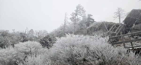 18일 경남 함양군 지리산 천왕봉 일대에 올해 첫 상고대가 피어 나뭇가지를 하얗게 물들였다. 상고대는 영하의 기온에서 대기 중 안개 입자가 나뭇가지나 바위에 부딪혀 얼어붙는 자연현상으로 '얼음꽃'으로도 불린다.[지리산국립공원 경남사무소 제공. 재판매 및 DB 금지]