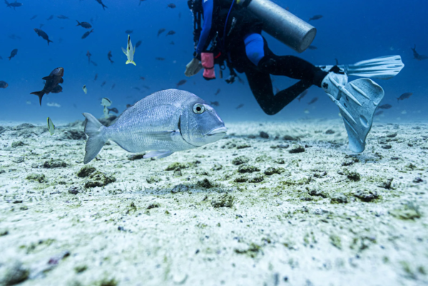 유엔의 'High Seas Treaty'로 알려진 'Biodiversity Beyond National Jurisdiction Agreement'이 지난 1월 발효됐다. 